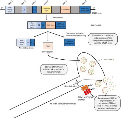 The Role of Calcitonin Gene Related Peptide (CGRP) in Neurogenic Vasodilation and Its Cardioprotective Effects